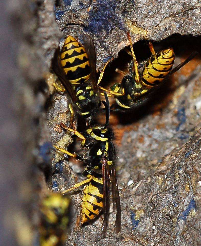 Sicilia: Nido di Vespula Germanica ancora attivo